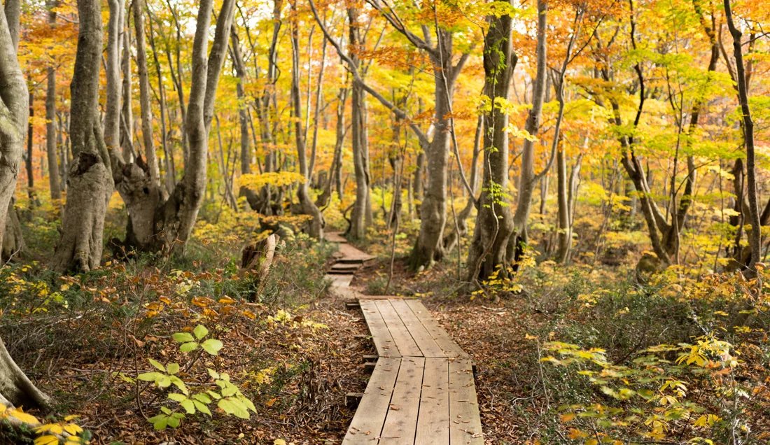 🌳 나카지마 고원과 사자코 습원 (나카지마다이 시시가하나 시츠겐) 이미지 9